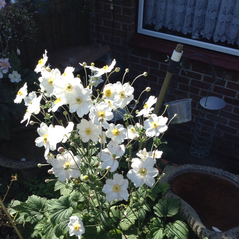 Japanese Anemone 'Alba'