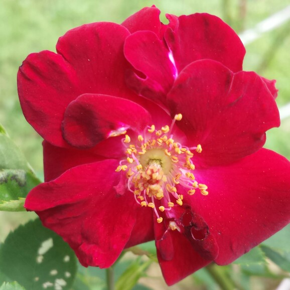 Plant image Rosa 'Blaze'