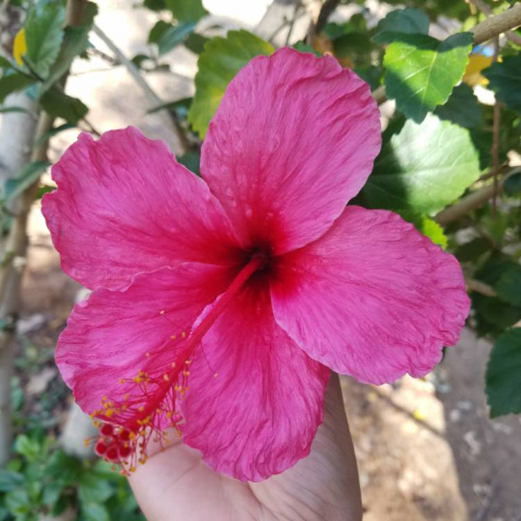 Plant image Hibiscus rosa-sinensis 'Hawaiian Skies'