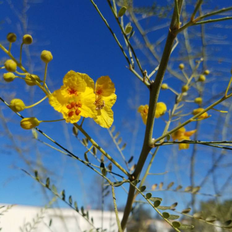 Plant image Cercidium hybrid 'Desert Museum' syn. Parkinsonia hybrid 'Desert Museum'