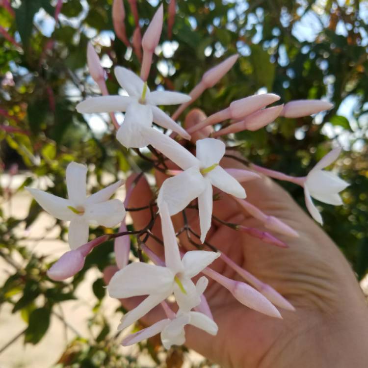 Plant image Jasminum officinale 'Inverleith'