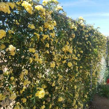 Rosa banksiae 'Lutea'