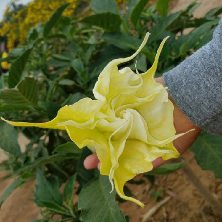 Plant image Brugmansia 'Lemon Meringue'