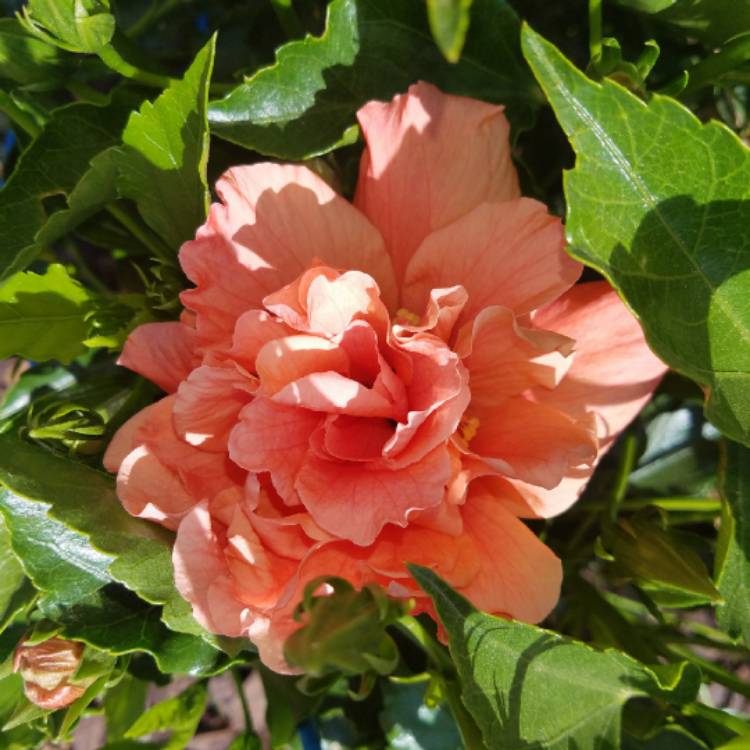 Plant image Hibiscus rosa-sinensis 'Apricot Brandy'