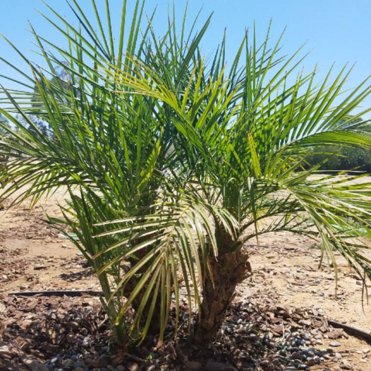 Plant image Phoenix Roebelenii