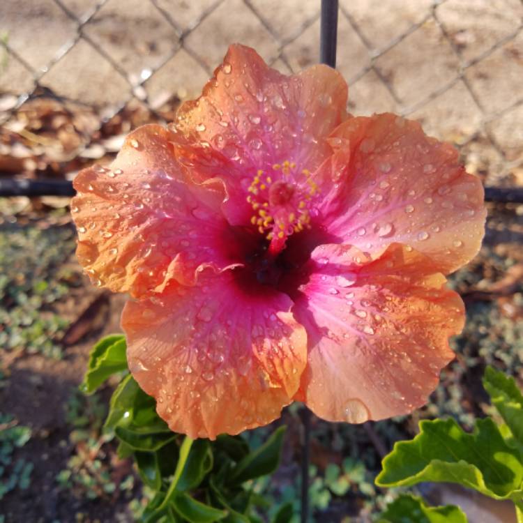 Plant image Hibiscus rosa-sinensis 'Hawaiian Sunset'