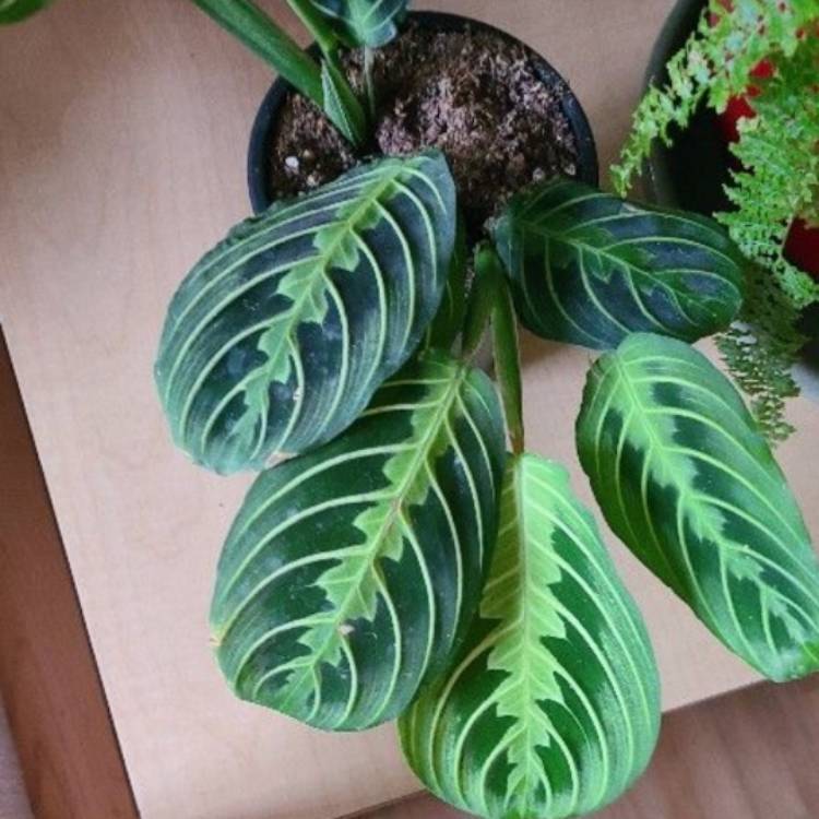 Plant image Maranta Leuconeura var. Erythroneura 'Lemon Lime'