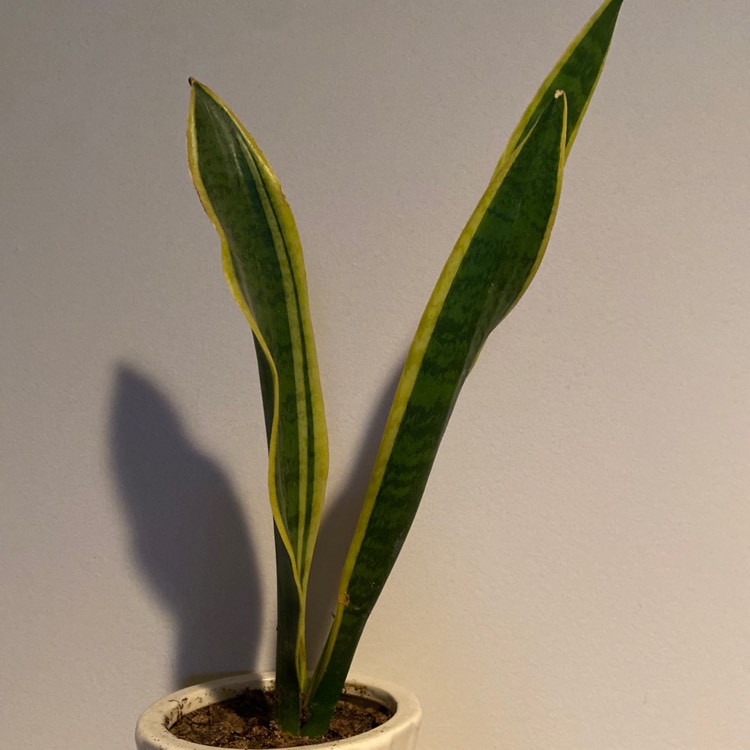 Plant image Sansevieria laurentii Trifasciata