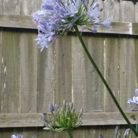 Agapanthus praecox subsp. orientalis