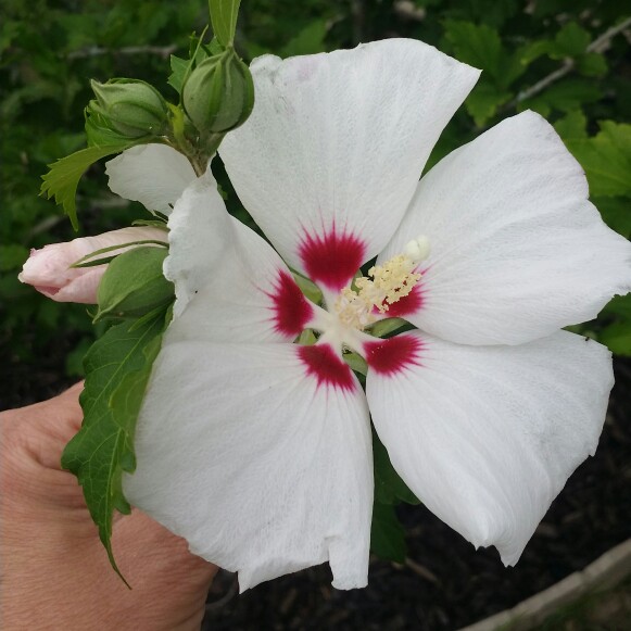 Hibiscus Syriacus 'Red Heart'