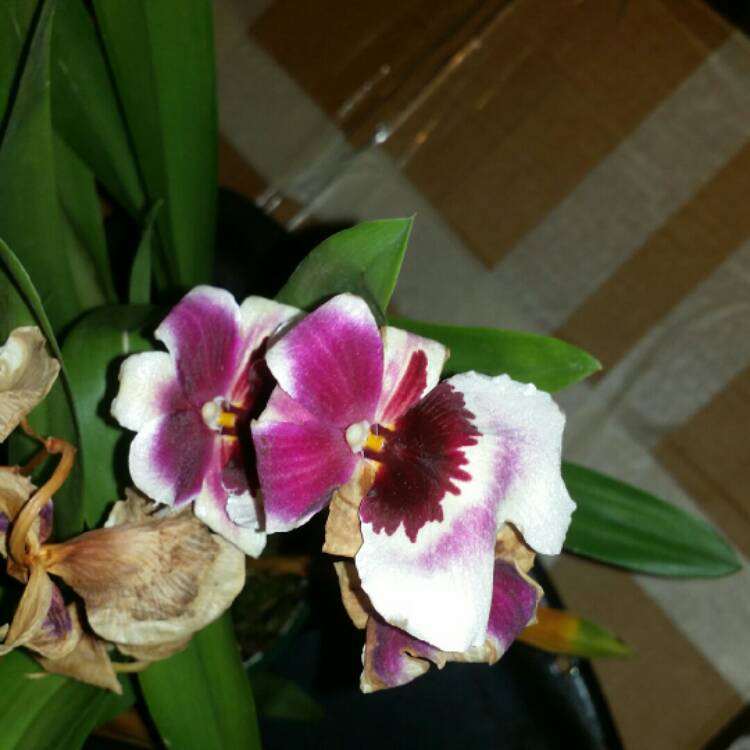 Plant image Miltoniopsis Hybrid