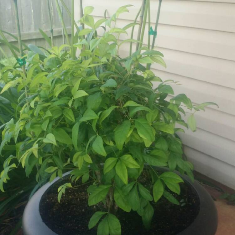 Plant image Nandina Domestica 'Woods Dwarf'