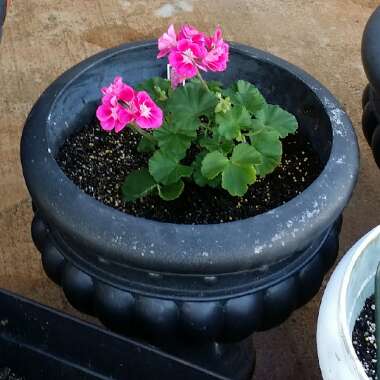 Pelargonium 'ToscaQ488' (Dynamo Series) syn. Pelargonium 'Dynamo Hot Pink'