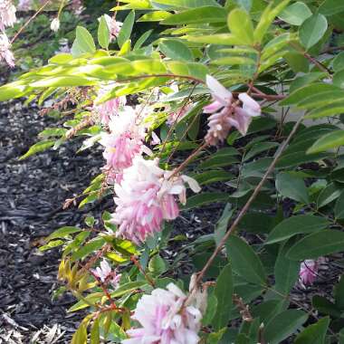 Indigofera heterantha syn. Indigofera gerardiana