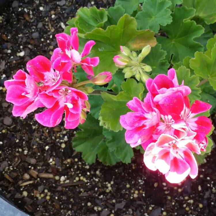 Plant image Pelargonium 'ToscaQ488' (Dynamo Series) syn. Pelargonium 'Dynamo Hot Pink'