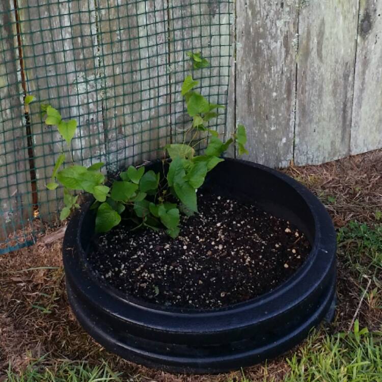 Plant image Antigonon leptopus