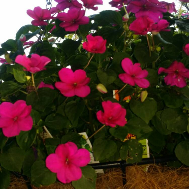 Plant image Impatiens walleriana 'Dezire Pink'