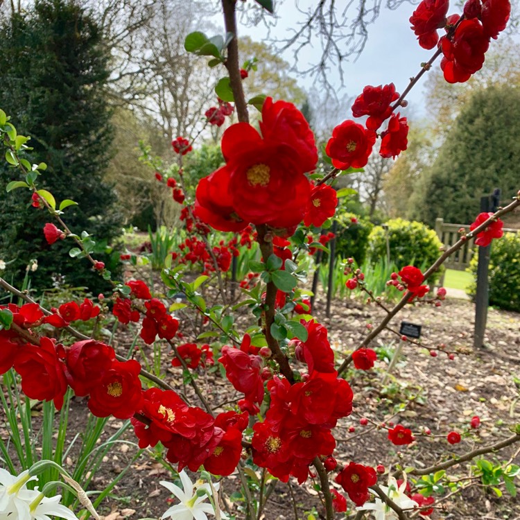 Plant image Chaenomeles