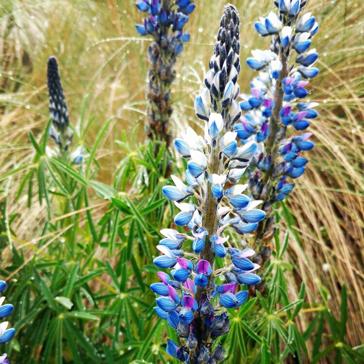 Plant image Lupinus 'Purple Swirl'