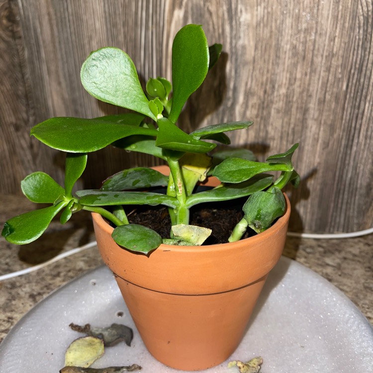 Plant image Cotyledon Hybrid 'Mint Truffles'