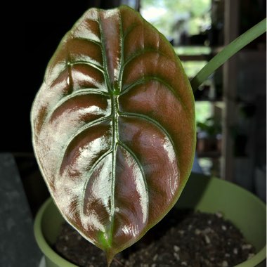 Alocasia cuprea