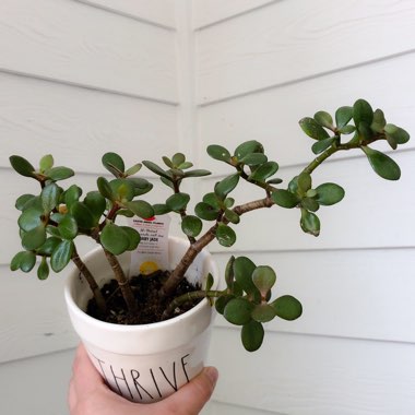 Crassula ovata 'Arborescens'