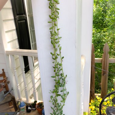 Senecio Radicans Glauca