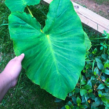 Alocasia macrorrhiza