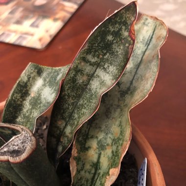 Sansevieria kirkii var. pulchra