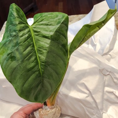 Philodendron Sodiroi