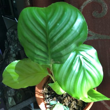 Calathea Orbifolia