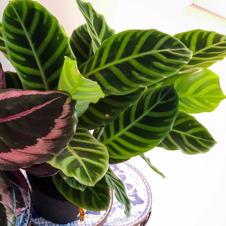 Plant image Goeppertia zebrina syn. Calathea zebrina