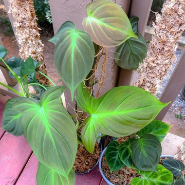 Philodendron camposportoanum