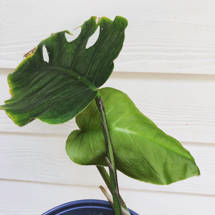 Plant image Monstera dubia