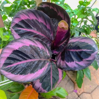 Calathea roseopicta 'Dottie'