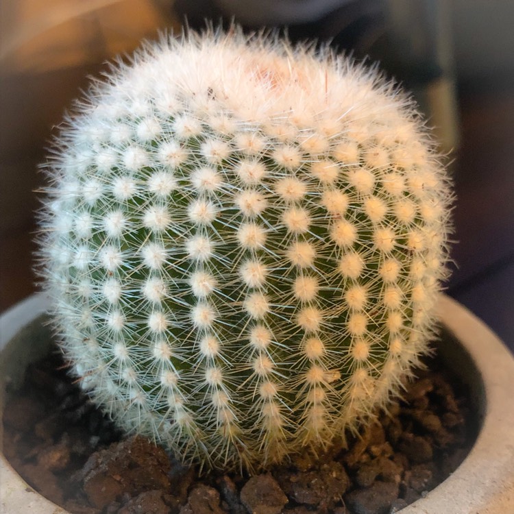 Plant image Mammillaria haageana 'Elegans'