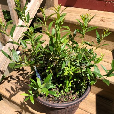 Vaccinium 'Pink Lemonade'