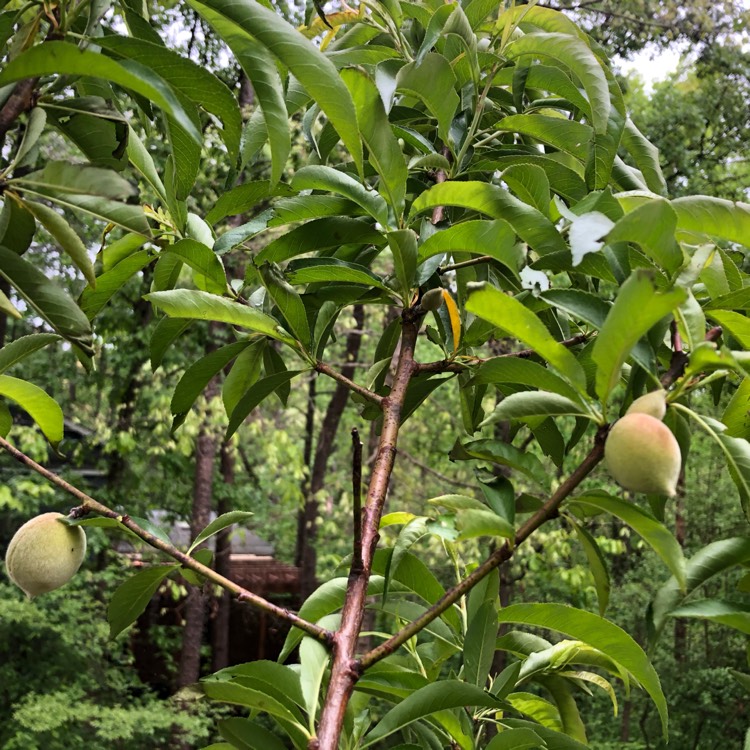 Plant image Prunus persica 'Redskin'