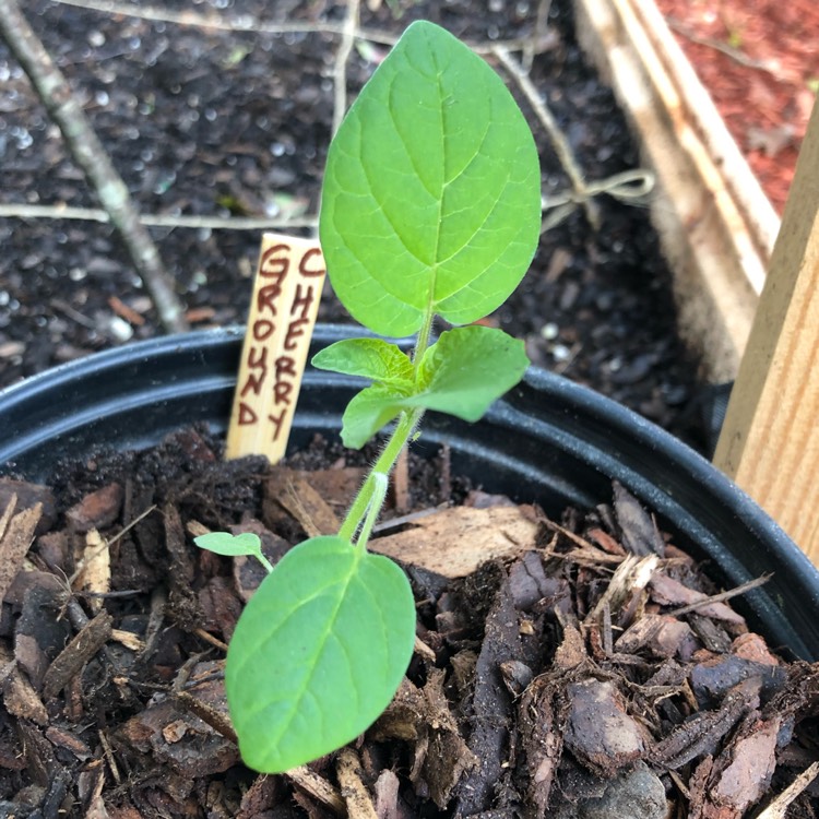 Plant image Physalis Pruinosa