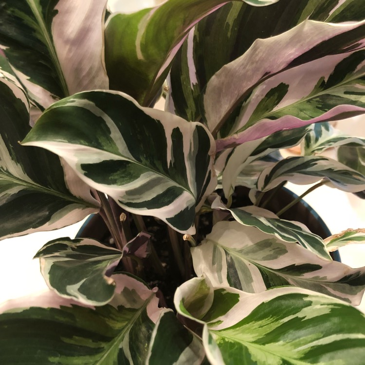 Plant image Calathea 'Fusion White'