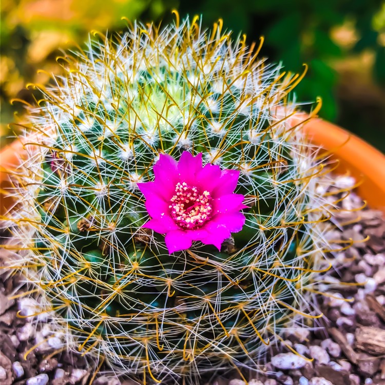 Plant image Mammillaria zeilmanniana var. Albiflora