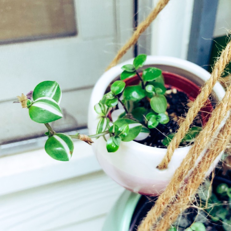 Plant image Callisia repens 'Variegata'