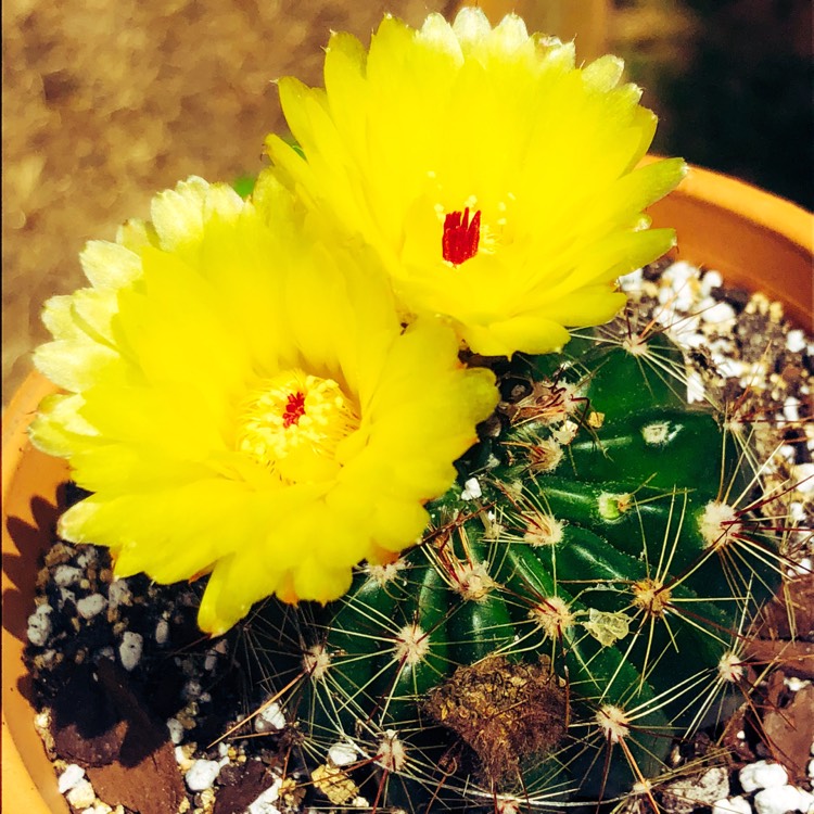 Plant image Notocactus ubelmannianus syn. Parodia werneri