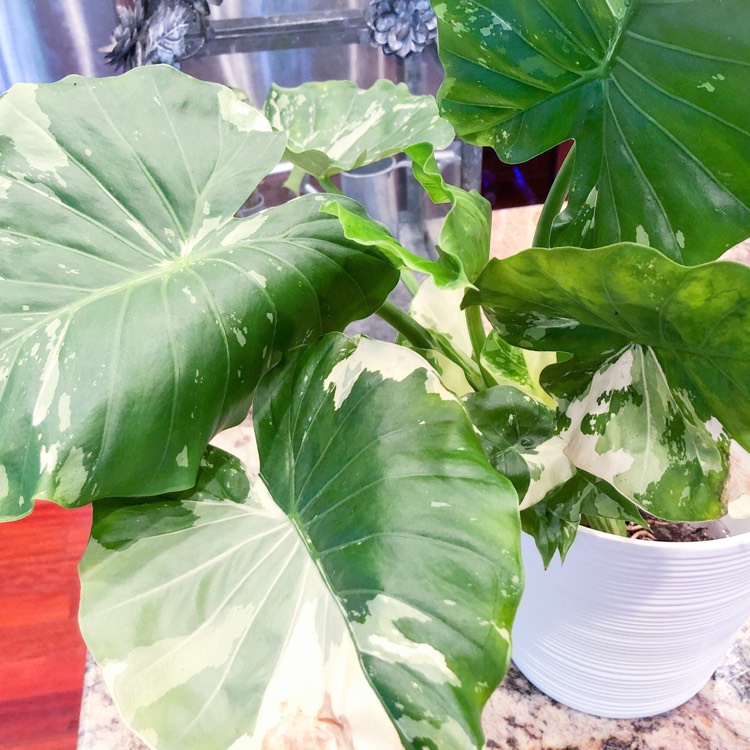 Plant image Alocasia Odora