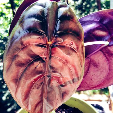 Alocasia cuprea