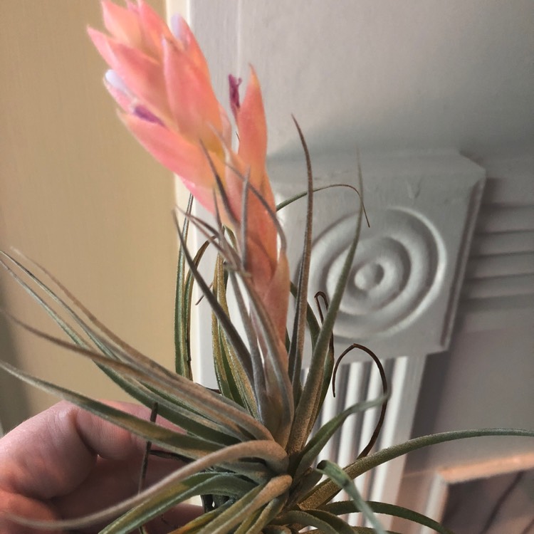 Plant image Tillandsia stricta