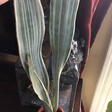 Sansevieria Manolin