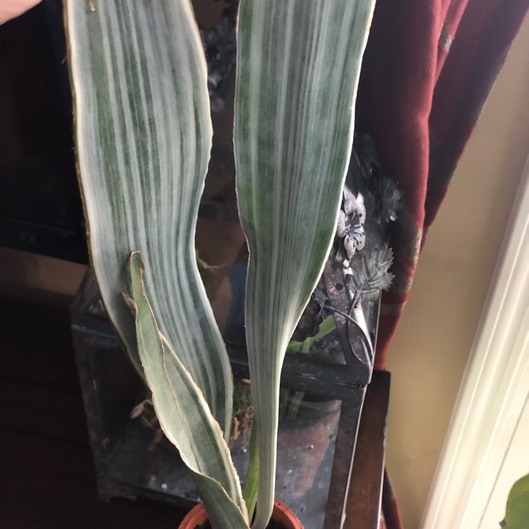 Plant image Sansevieria Manolin