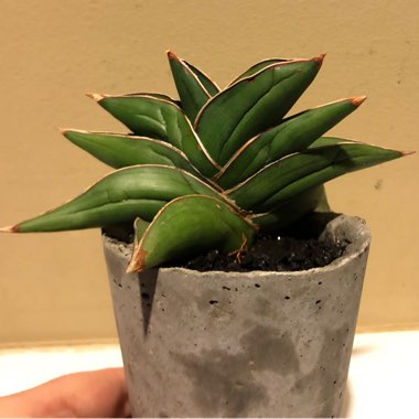 Sansevieria ehrenbergii 'Samurai Dwarf'