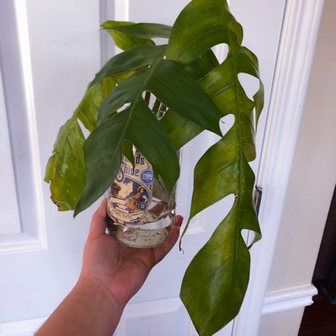 Epipremnum pinnatum  syn. Monstera pinnata, Philodendron pinnatum, Pothos pinnatus, Rhaphidophora pinnata, Scindapsus pinnatus